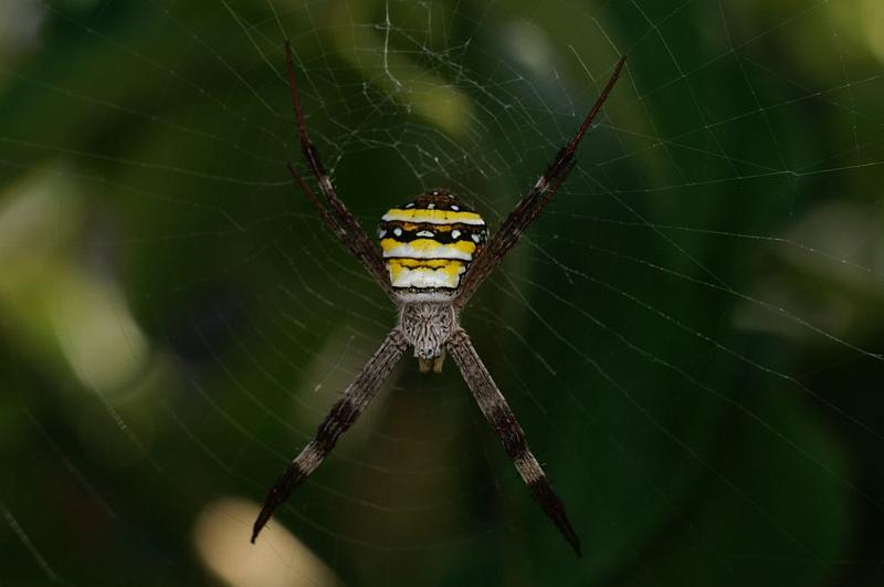 Argiope_keyserlingi_D7819_Z_88_North Stradbroke island_Australie.jpg